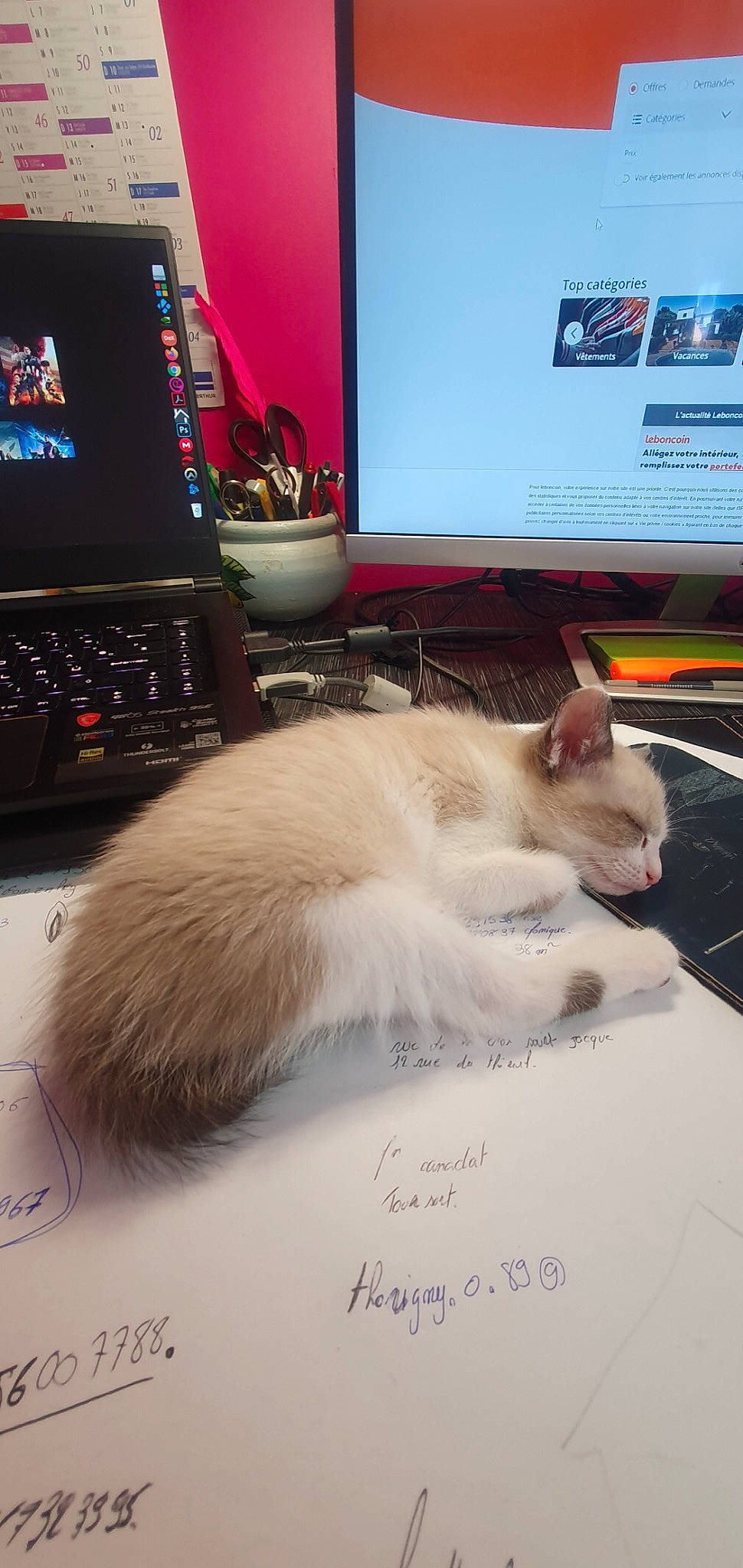 Nala participe au concours pour gagner de l'argent avec cette photo : carnivore, cat, computer, computer_keyboard, desk, desktop_computer, display_device, electronic_device, felidae, flat_panel_display, gadget, handwriting, input_device, netbook, output_device, peripheral, personal_computer, small_to_medium_sized_cats, technology, whiskers