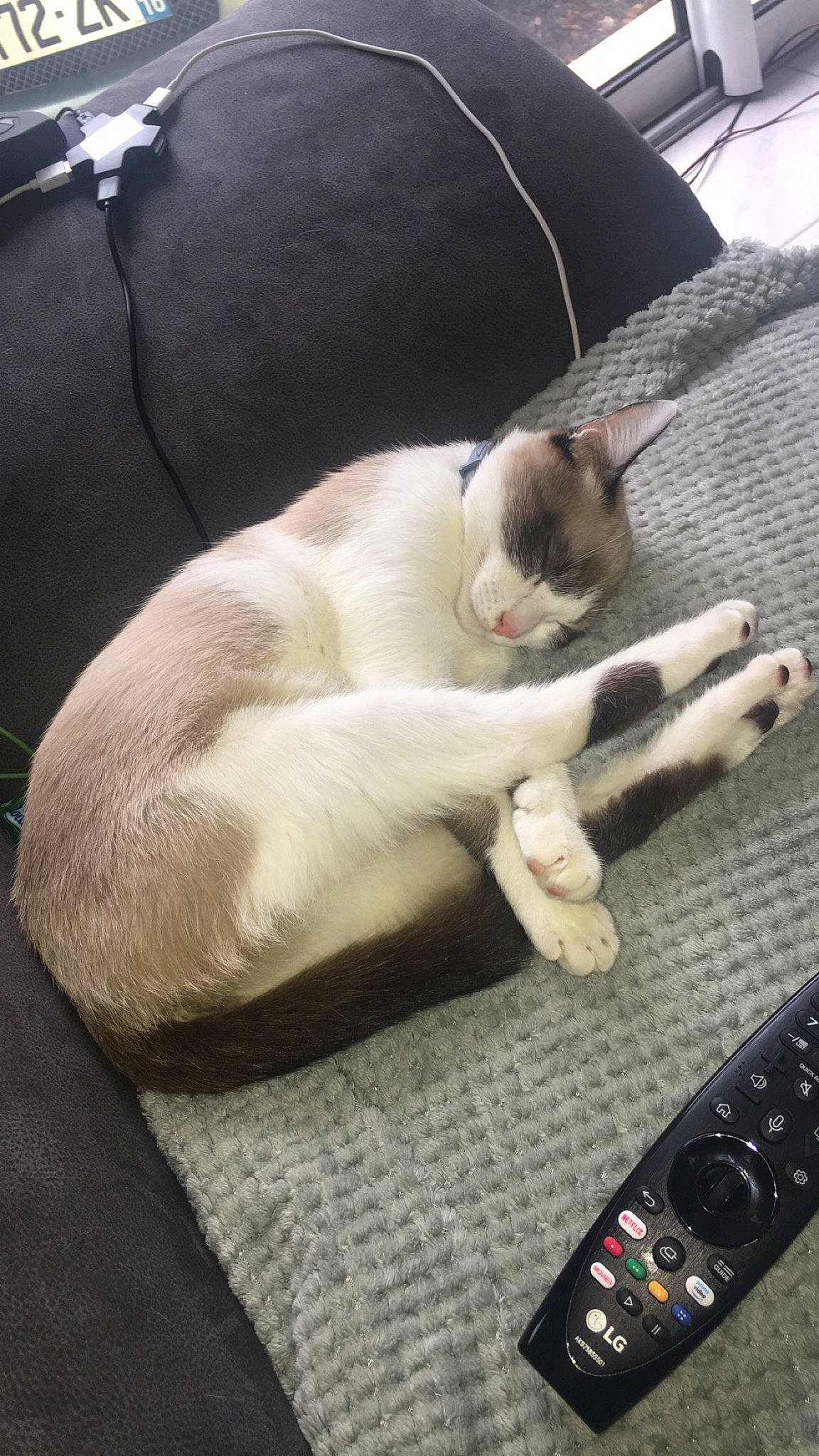 Nala participe au concours pour gagner de l'argent avec cette photo : canidae, carmine, carnivore, cat, claw, comfort, domestic_short_haired_cat, fawn, felidae, flooring, fur, linens, nap, paw, remote_control, sleep, small_to_medium_sized_cats, snout, tail, whiskers