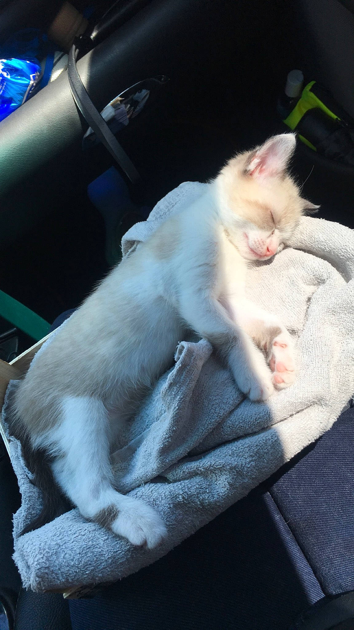 Nala participe au concours pour gagner de l'argent avec cette photo : blue, carnivore, cat, claw, comfort, domestic_short_haired_cat, fang, fawn, felidae, fur, lap, mammal, paw, sitting, small_to_medium_sized_cats, snout, tail, vertebrate, whiskers, windshield