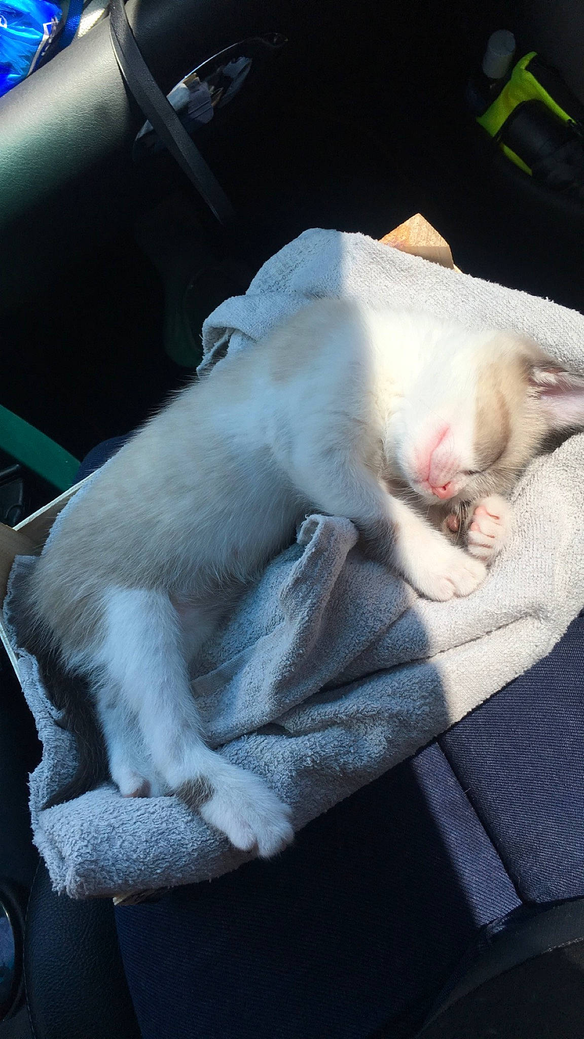 Nala participe au concours pour gagner de l'argent avec cette photo : canidae, carnivore, cat, comfort, companion_dog, dog_breed, fawn, felidae, fur, grey, linens, nap, paw, puppy, sleep, small_to_medium_sized_cats, snout, sporting_group, tail, whiskers