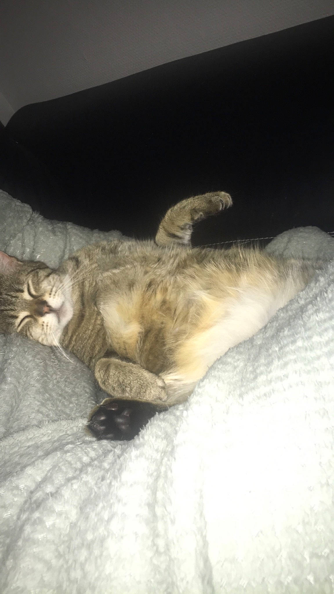 Pepsi participe au concours pour gagner de l'argent avec cette photo : bed, canidae, carnivore, cat, claw, comfort, domestic_short_haired_cat, fawn, felidae, fur, grey, linens, nap, paw, sleep, small_to_medium_sized_cats, tail, terrestrial_animal, whiskers