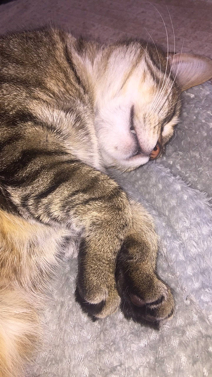 Pepsi a rejoint le concours — aidez-le/la à gagner de superbes lots ! carnivore, cat, claw, comfort, domestic_short_haired_cat, fawn, felidae, fur, grey, nap, paw, sleep, small_to_medium_sized_cats, snout, tail, terrestrial_animal, whiskers, wildlife