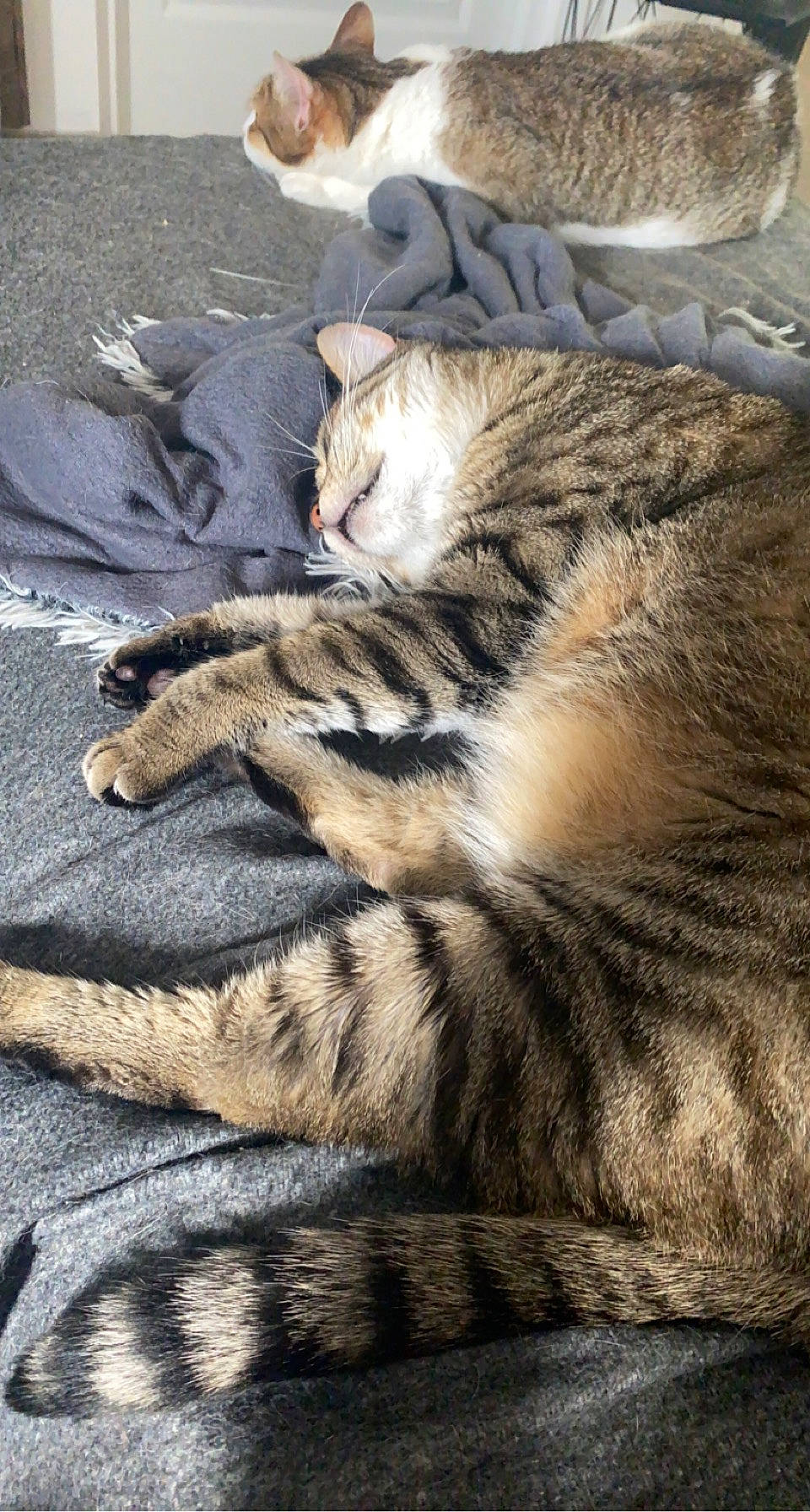 Pepsi a rejoint le concours — aidez-le/la à gagner de superbes lots ! carnivore, cat, claw, comfort, domestic_short_haired_cat, fawn, felidae, foot, fur, grey, nap, paw, sleep, small_to_medium_sized_cats, snout, tail, terrestrial_animal, tree, whiskers, wildlife