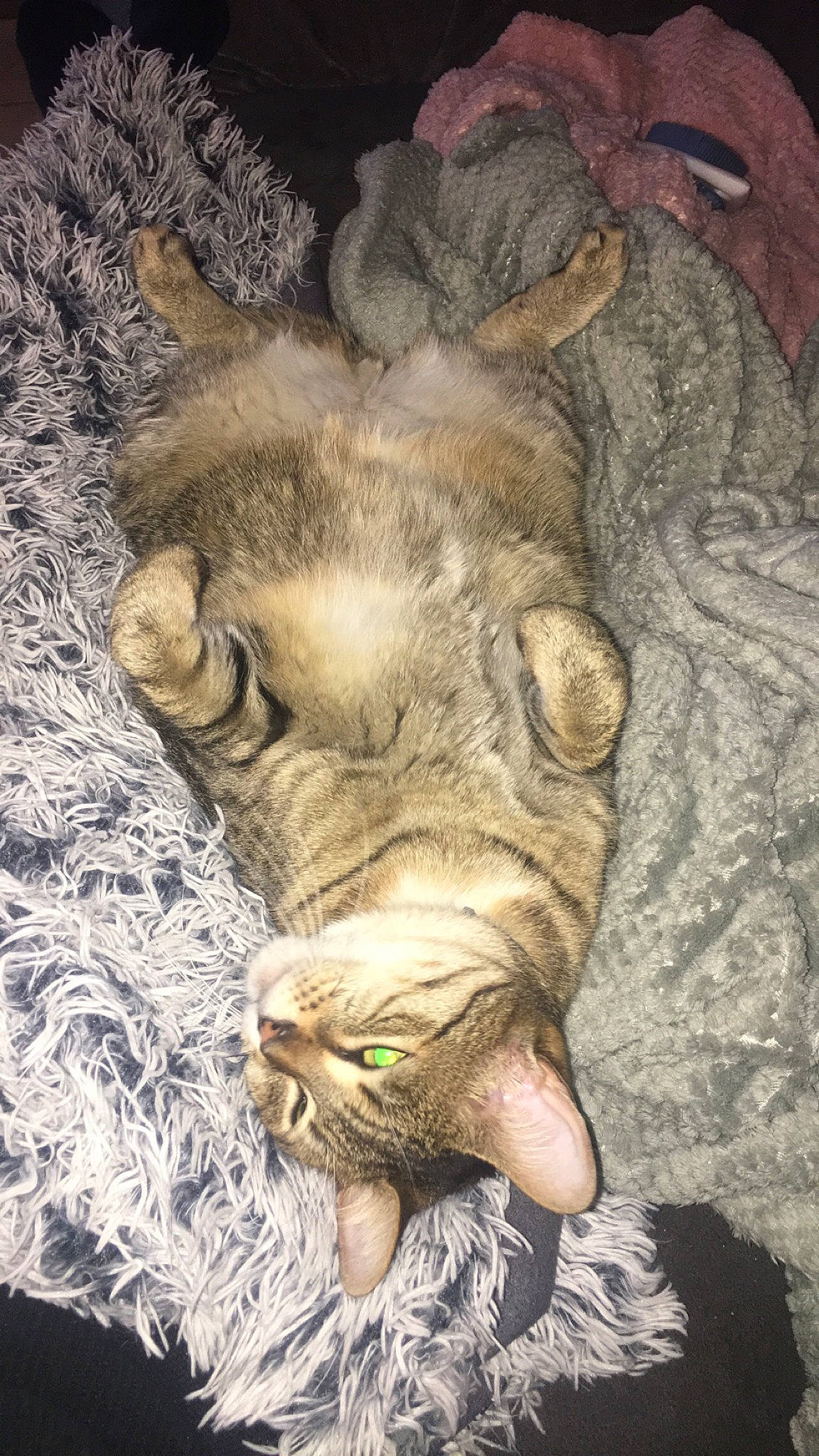 Pepsi participe au concours pour gagner de l'argent avec cette photo : carnivore, cat, claw, comfort, dog_breed, eye, fawn, felidae, foot, head, human_body, human_leg, paw, small_to_medium_sized_cats, snout, tail, terrestrial_animal, whiskers, wood, wrinkle