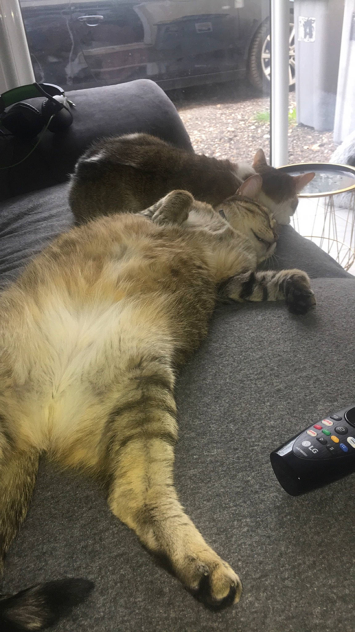 Pepsi a rejoint le concours — aidez-le/la à gagner de superbes lots ! canidae, carnivore, cat, chair, claw, comfort, companion_dog, dog_breed, domestic_short_haired_cat, fawn, felidae, fur, paw, remote_control, small_to_medium_sized_cats, snout, sporting_group, tail, terrestrial_animal, whiskers