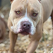 Jackson joined the competition — help win amazing prizes! animal, background_blur, canine, close_up, dog, ears, expression, eyes, fur, muscular, muzzle, nature, nose, outdoor, pet, portrait, straw, tan, walking, white
