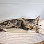 cat, kitten, sleeping, pet_bed, tabby, cozy, soft, stuffed_animal, cute, relaxing, indoor, fur, whiskers, paws, resting, domestic_cat, close_up, peaceful, animal, companion