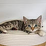 kitten, cat, tabby, blue_eyes, pet, animal, feline, cute, cozy, basket, bed, resting, indoor, soft, fur, whiskers, paw, relaxed, domestic_cat, young