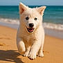 puppy, dog, beach, sand, ocean, water, blue_eyes, running, happy, cute, outdoor, sunny, animal, pet, fluffy, summer, nature, playful, young, closeup