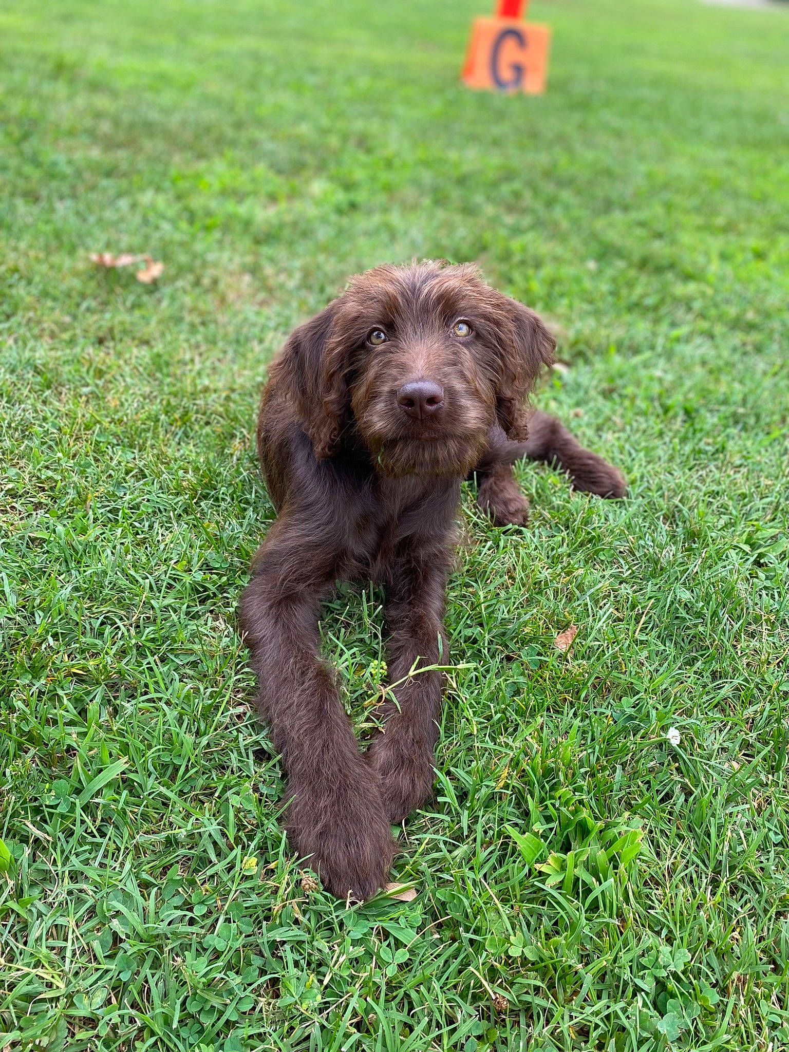 Charlie is registered to the contest to win money with this photo: carnivore, companion_dog, dog, dog_breed, grass, grassland, groundcover, gun_dog, liver, plant, pointing_breed, pudelpointer, retriever, spaniel, sporting_group, terrestrial_animal, terrier, traffic_sign, water_dog, working_animal