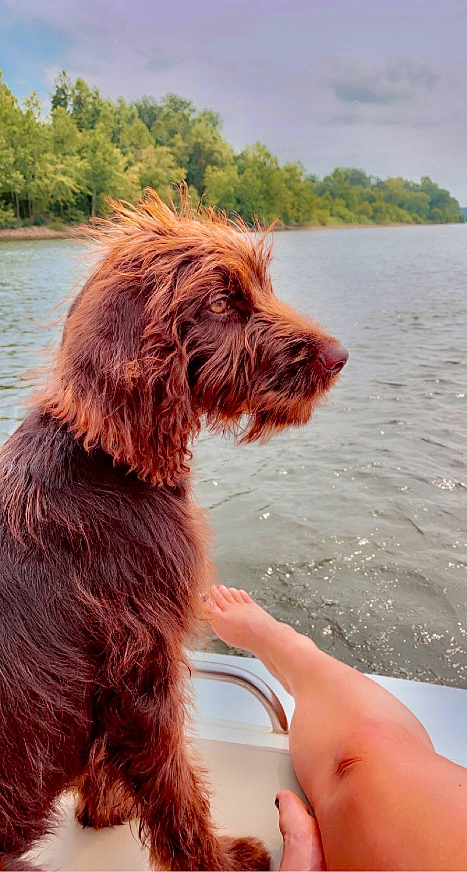 Charlie joined the competition — help win amazing prizes! canidae, carnivore, cloud, collar, companion_dog, dog, dog_breed, dog_collar, fun, giant_dog_breed, gun_dog, lake, liver, ocean, sky, sporting_group, tree, water, working_animal, working_dog