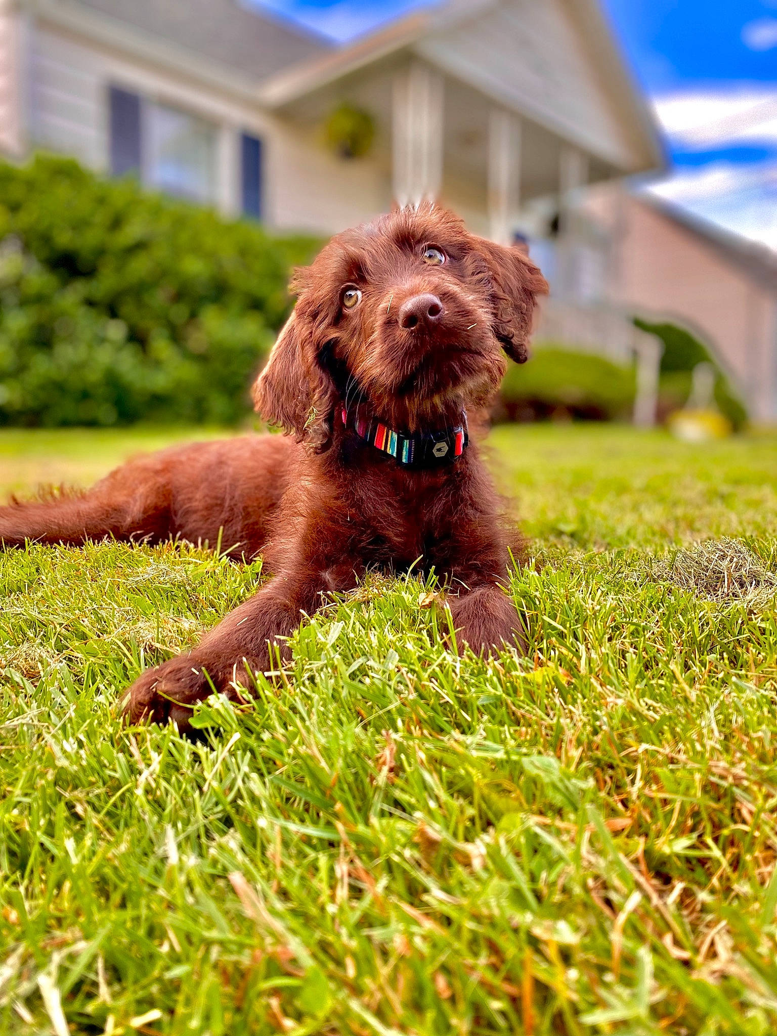 Charlie is registered to the contest to win money with this photo: canidae, carnivore, cloud, companion_dog, dog, dog_breed, fawn, grass, gun_dog, liver, plant, puppy, retriever, sky, snout, sporting_group, tail, terrier, water_dog, window