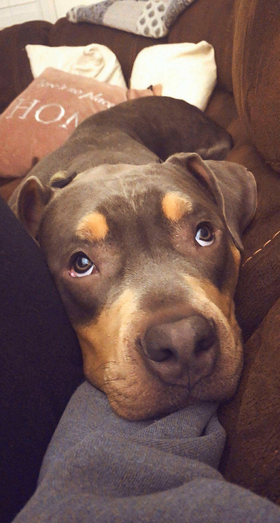 Zeus joined the competition — help win amazing prizes! box, canidae, carnivore, carton, companion_dog, dog, dog_breed, ear, fawn, fur, guard_dog, hunting_dog, liver, non_sporting_group, pet_supply, shipping_box, snout, whiskers, working_animal, working_dog