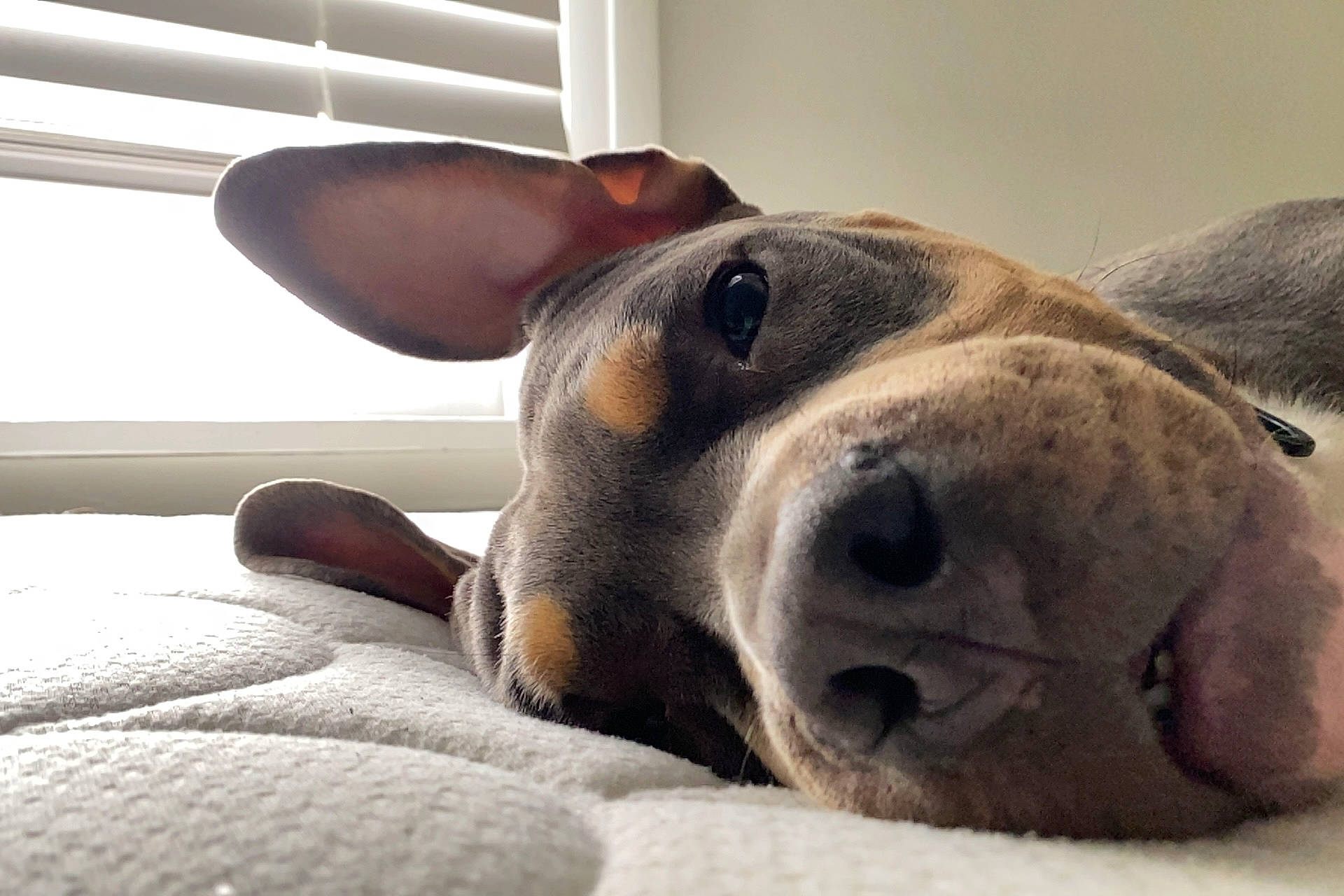 Zeus is registered to the contest to win money with this photo: canidae, carnivore, collar, comfort, companion_dog, dog, dog_bed, dog_breed, ear, fawn, fur, jaw, non_sporting_group, paw, pet_supply, sporting_group, terrestrial_animal, whiskers, window, working_animal