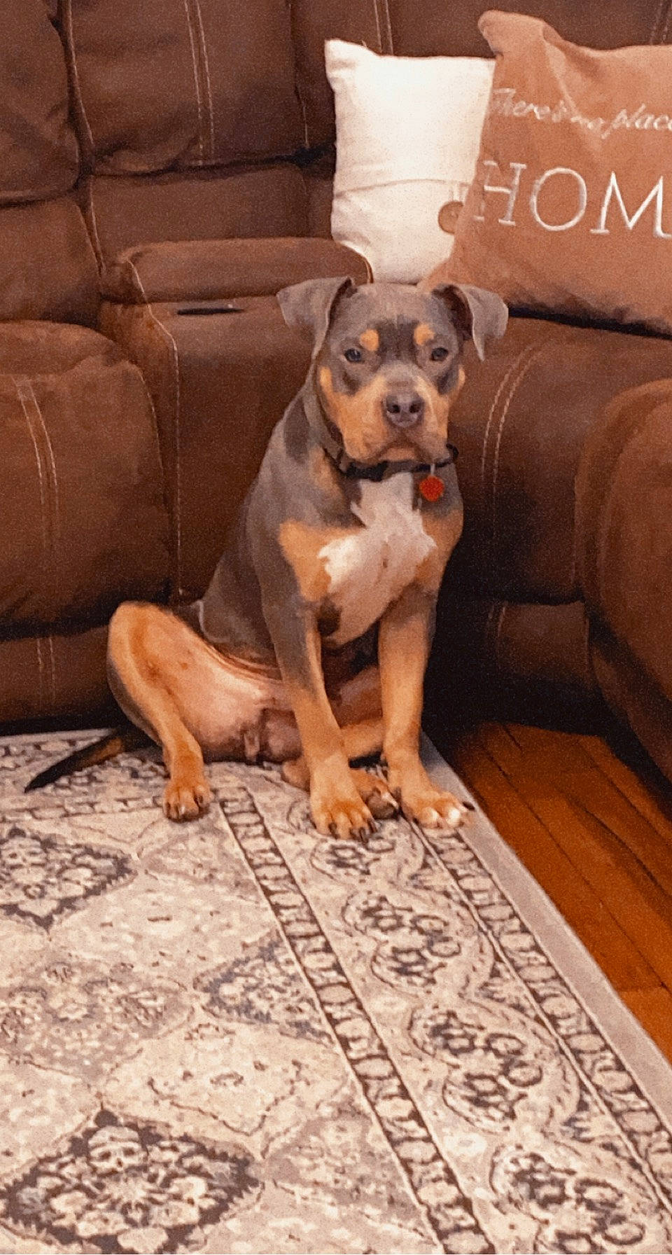 Zeus joined the competition — help win amazing prizes! brown, carnivore, comfort, companion_dog, couch, dog, dog_breed, fawn, floor, flooring, furniture, hardwood, living_room, paw, sitting, snout, studio_couch, toy_dog, wood, working_animal