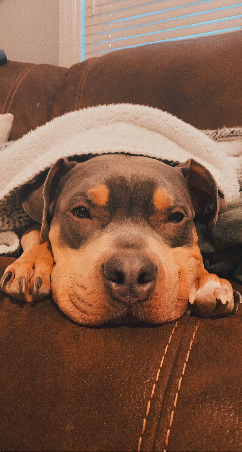 Zeus joined the competition — help win amazing prizes! bored, canidae, carnivore, comfort, companion_dog, couch, dog, dog_breed, eye, fawn, fur, head, non_sporting_group, paw, puppy, puppy_love, snout, sporting_group, whiskers, working_animal