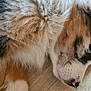 Angel participe au concours pour gagner de l'argent avec cette photo : dog, sleeping, close_up, fur, fluffy, pet, animal, resting, cute, indoors, canine, relaxation, nose, whiskers, paw, brown, white, black, floor, peaceful