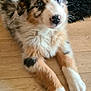 puppy, dog, australian_shepherd, blue_eyes, fur, pink_nose, wooden_floor, black_rug, laying_down, pet, canine, cute, domestic_animal, young_dog, fluffy, indoor, animal, mammal, looking, curious