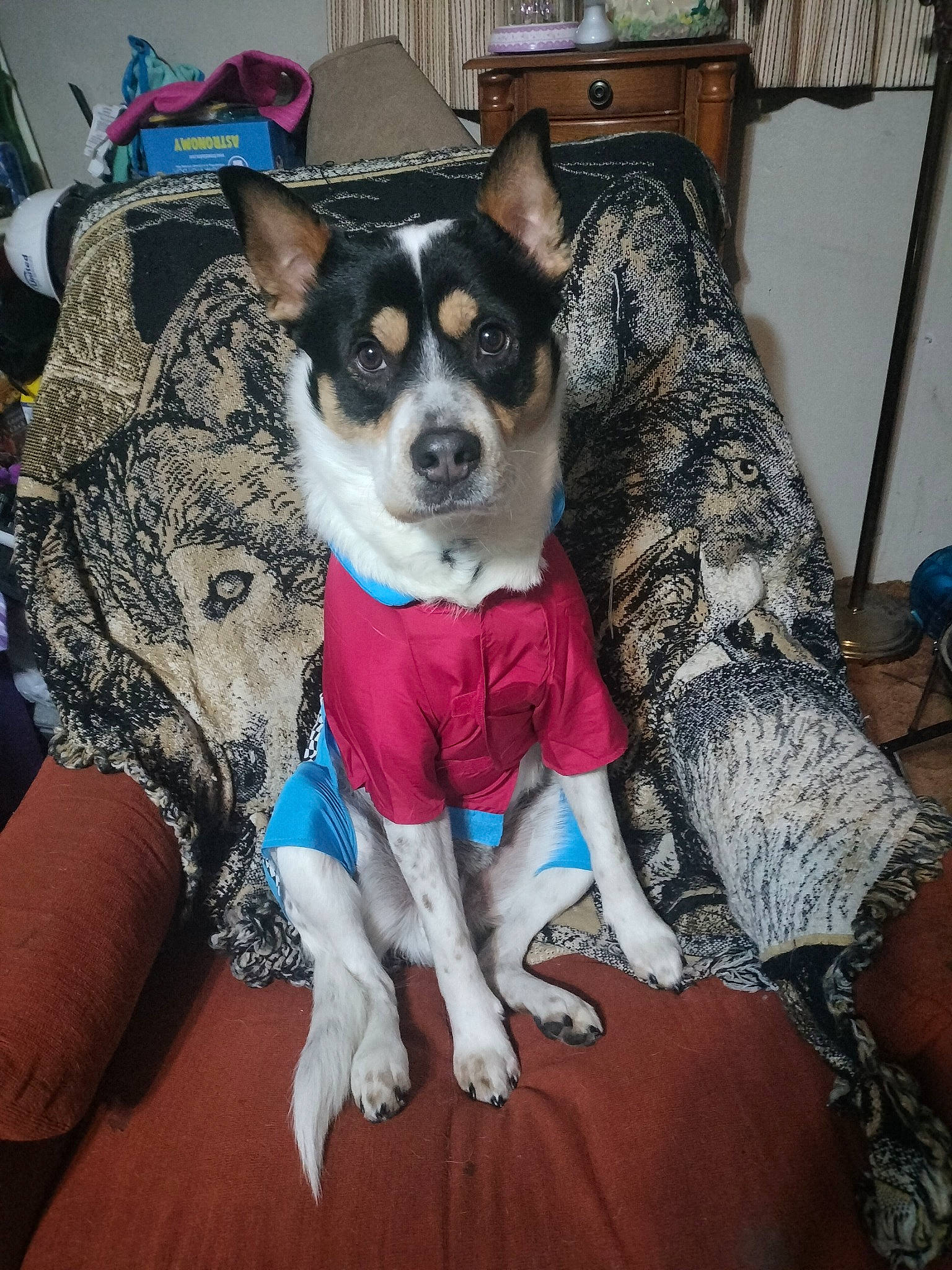 Thor is registered to the contest to win money with this photo: building, canidae, carnivore, chair, collar, comfort, companion_dog, couch, dog, dog_breed, dog_clothes, dog_supply, fawn, fur, lap, snout, sporting_group, thigh, toy_dog, working_animal