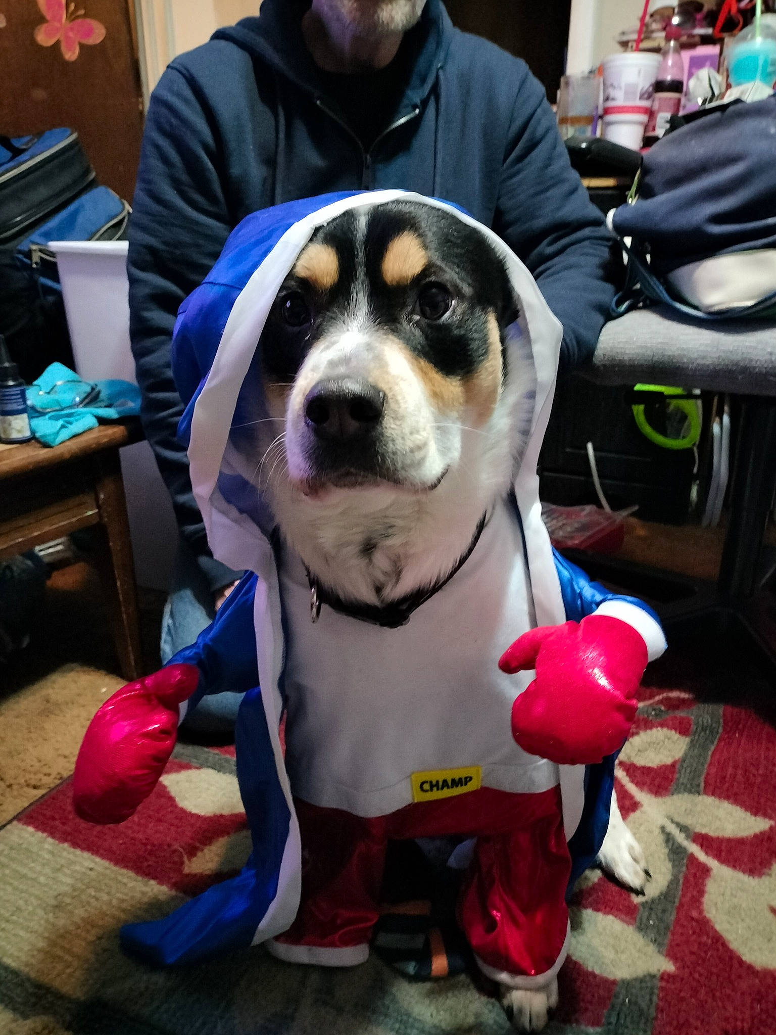 Thor joined the competition — help win amazing prizes! bag, canidae, carnivore, clothing, collar, companion_dog, dog, dog_breed, dog_supply, event, eyewear, formal_wear, fun, fur, hat, leash, luggage_and_bags, snout, sporting_group, sunglasses