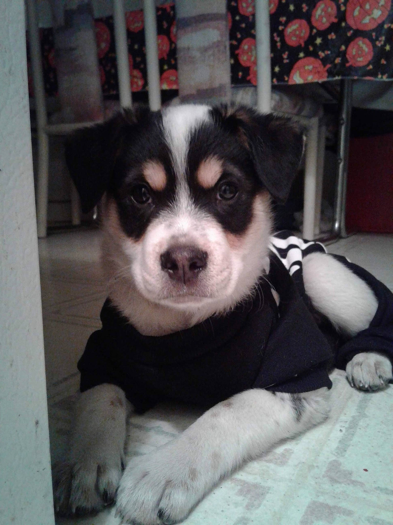 Thor joined the competition — help win amazing prizes! border_collie, canidae, carnivore, clock, companion_dog, dog, dog_breed, dog_supply, fur, herding_dog, non_sporting_group, pet_supply, snout, sporting_group, terrestrial_animal, toy_dog, watch, whiskers, working_animal, working_dog