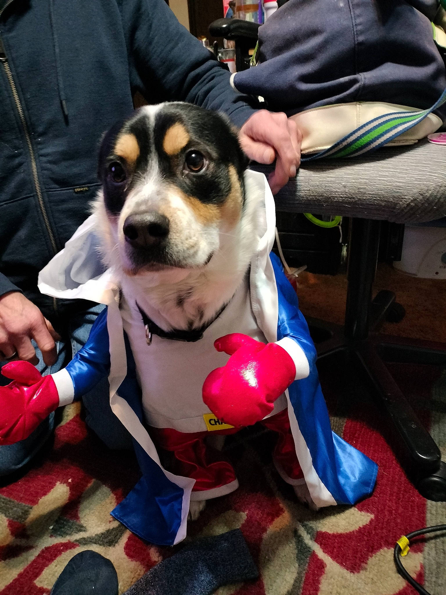 Thor joined the competition — help win amazing prizes! bag, canidae, carnivore, collar, companion_dog, costume, dog, dog_breed, dog_supply, event, formal_wear, fun, fur, luggage_and_bags, personal_protective_equipment, recreation, shoe, snout, sporting_group, working_animal