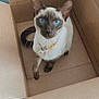 Dana is registered to the contest to win money with this photo: cat, siamese_cat, blue_eyes, cardboard_box, pet, collar, indoor, cute, animal, feline, whiskers, curious, looking_up, box, domestic_cat, tabby, sitting, playful, closeup, fur