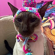 Dana is registered to the contest to win money with this photo: cat, siamese_cat, hat, knitted_hat, pom_pom, pet, indoor, pink_background, cozy, bed, animal, feline, close_up, portrait, cute, colorful, yarn, accessory, sitting, domestic_animal