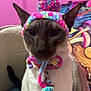 cat, siamese_cat, hat, knitted_hat, pom_pom, pet, indoor, pink_background, cozy, bed, animal, feline, close_up, portrait, cute, colorful, yarn, accessory, sitting, domestic_animal