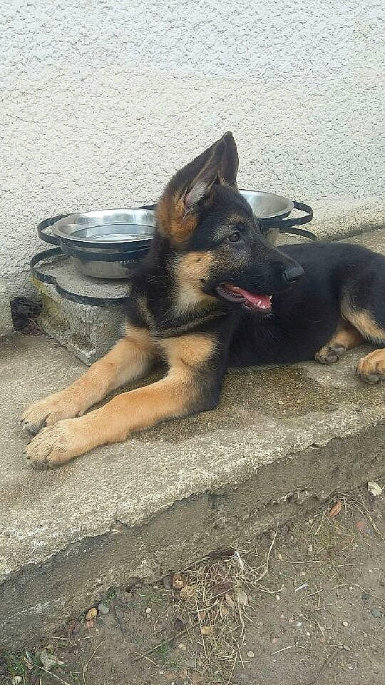 Orca participe au concours pour gagner de l'argent avec cette photo : asphalt, canidae, carnivore, companion_dog, dog, dog_breed, east_european_shepherd, fawn, german_shepherd_dog, herding_dog, king_shepherd, old_german_shepherd_dog, paw, road_surface, snout, soil, sporting_group, street_dog, working_animal, working_dog