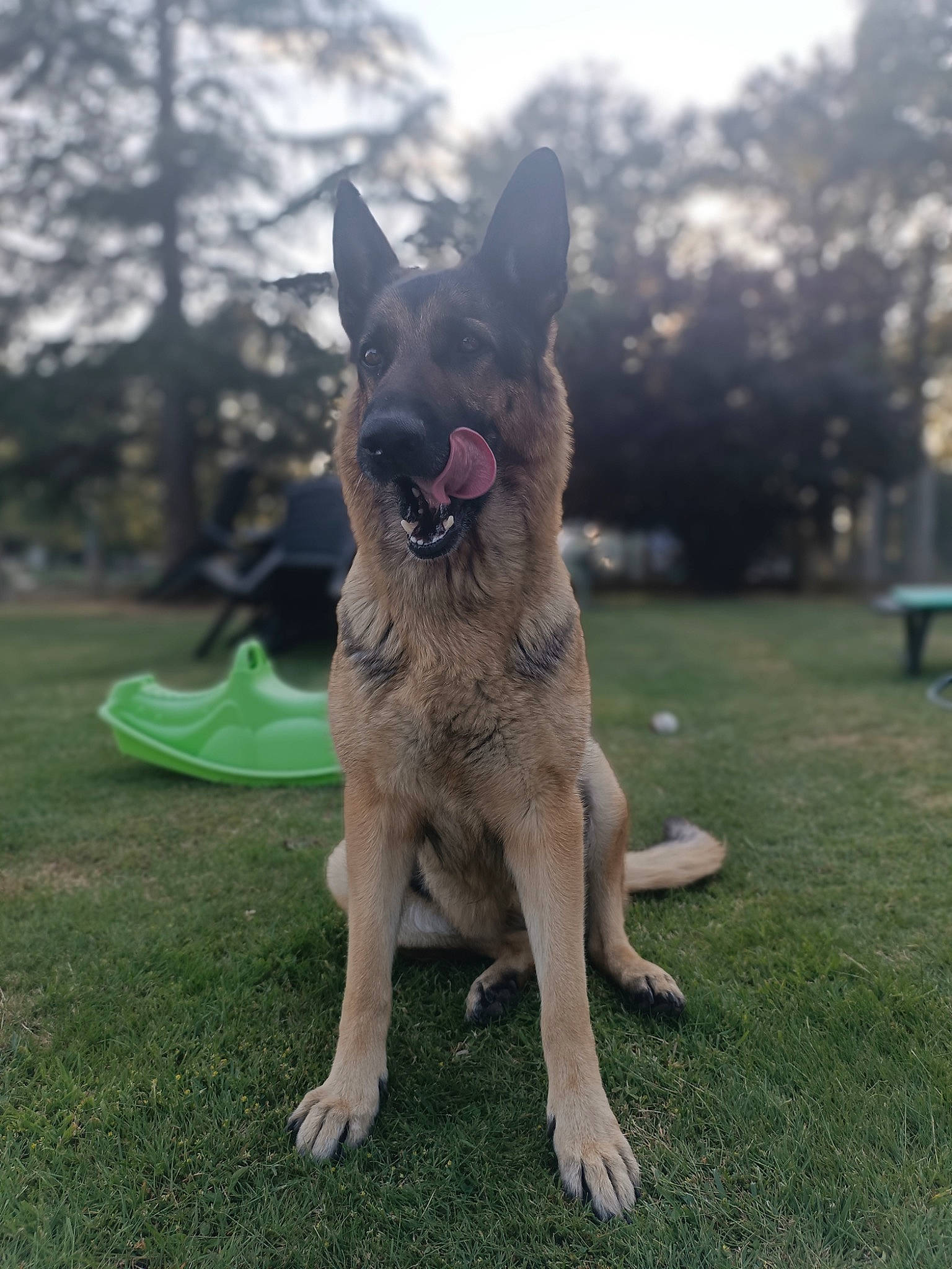 Orca a rejoint le concours — aidez-le/la à gagner de superbes lots ! australian_cattle_dog, carnivore, collar, companion_dog, dog, dog_breed, east_european_shepherd, fang, fawn, german_shepherd_dog, grass, herding_dog, lawn, plant, sky, snout, sporting_group, tail, tree, working_animal