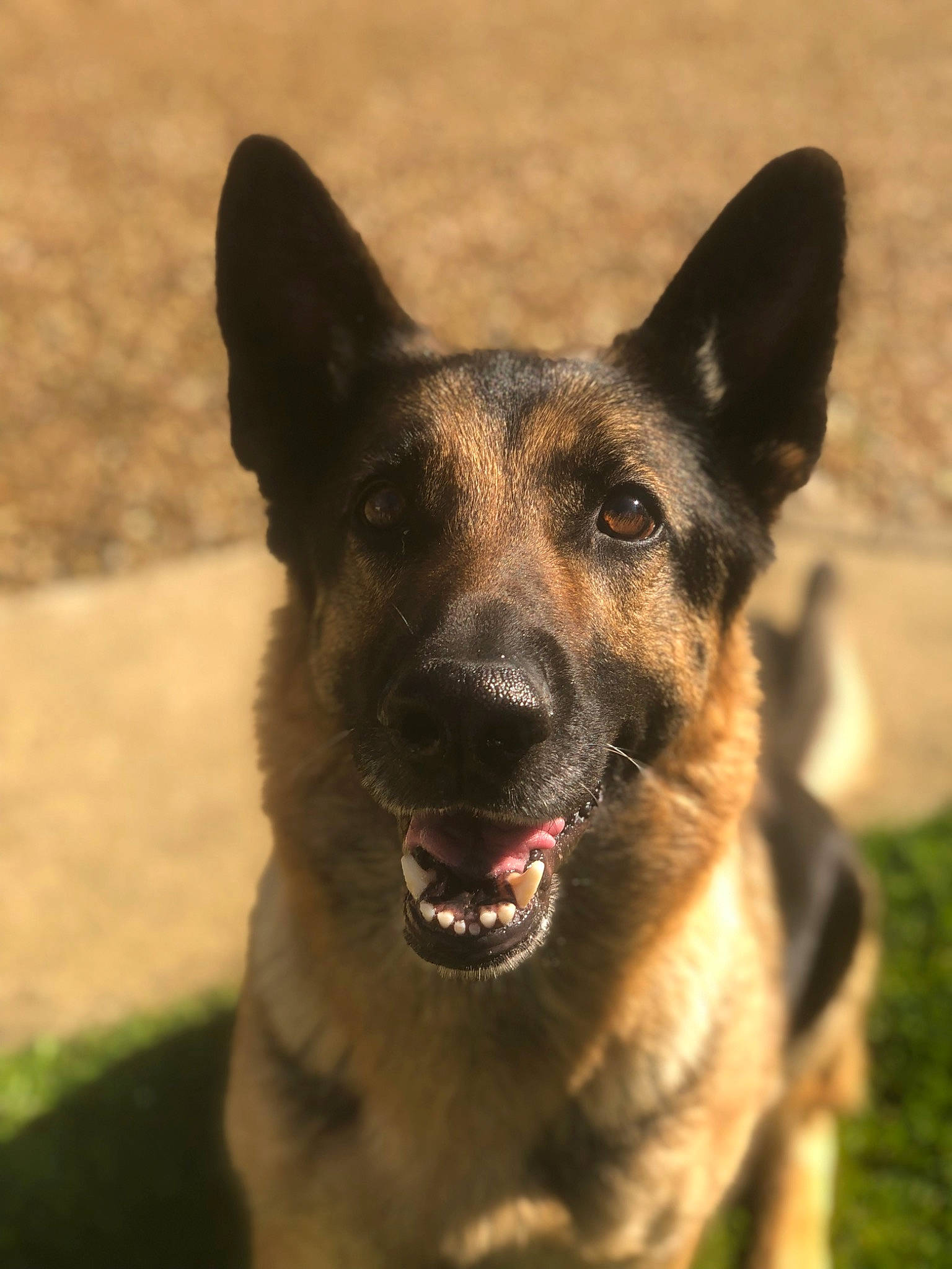 Orca a rejoint le concours — aidez-le/la à gagner de superbes lots ! canidae, carnivore, collar, companion_dog, dog, dog_breed, dog_collar, eye, fawn, fur, grass, herding_dog, plant, snout, sporting_group, terrestrial_animal, whiskers, wildlife, working_animal, working_dog