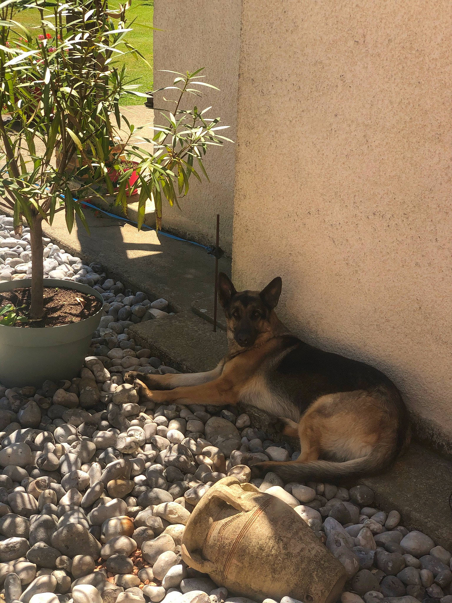 Orca a rejoint le concours — aidez-le/la à gagner de superbes lots ! canidae, carnivore, dog, fawn, felidae, flooring, flowerpot, grass, houseplant, landscape, plant, rock, shadow, small_to_medium_sized_cats, soil, terrestrial_animal, tree, wildlife, window, wood