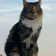 Peanut is registered to the contest to win money with this photo: cat, tabby_cat, animal, outdoor, wooden_post, fur, whiskers, paws, nature, sky, cloudy, rural, field, fence, mammal, pet, sitting, quiet, calm, majestic