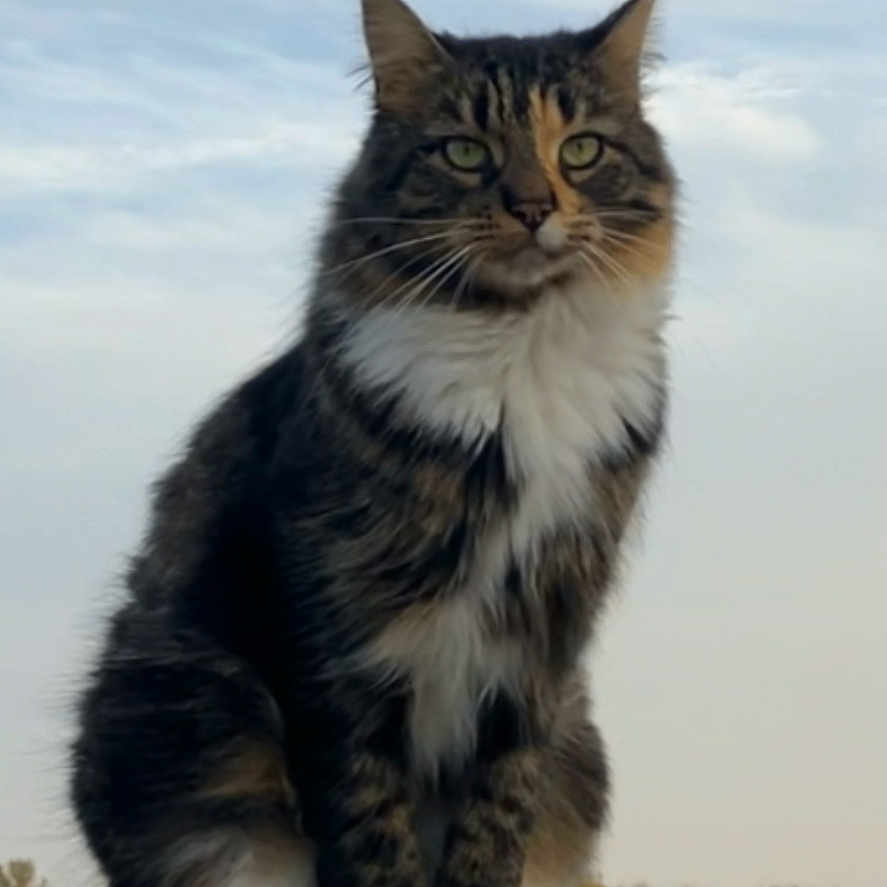 Peanut is registered to the contest to win money with this photo: animal, calm, cat, cloudy, fence, field, fur, majestic, mammal, nature, outdoor, paws, pet, quiet, rural, sitting, sky, tabby_cat, whiskers, wooden_post