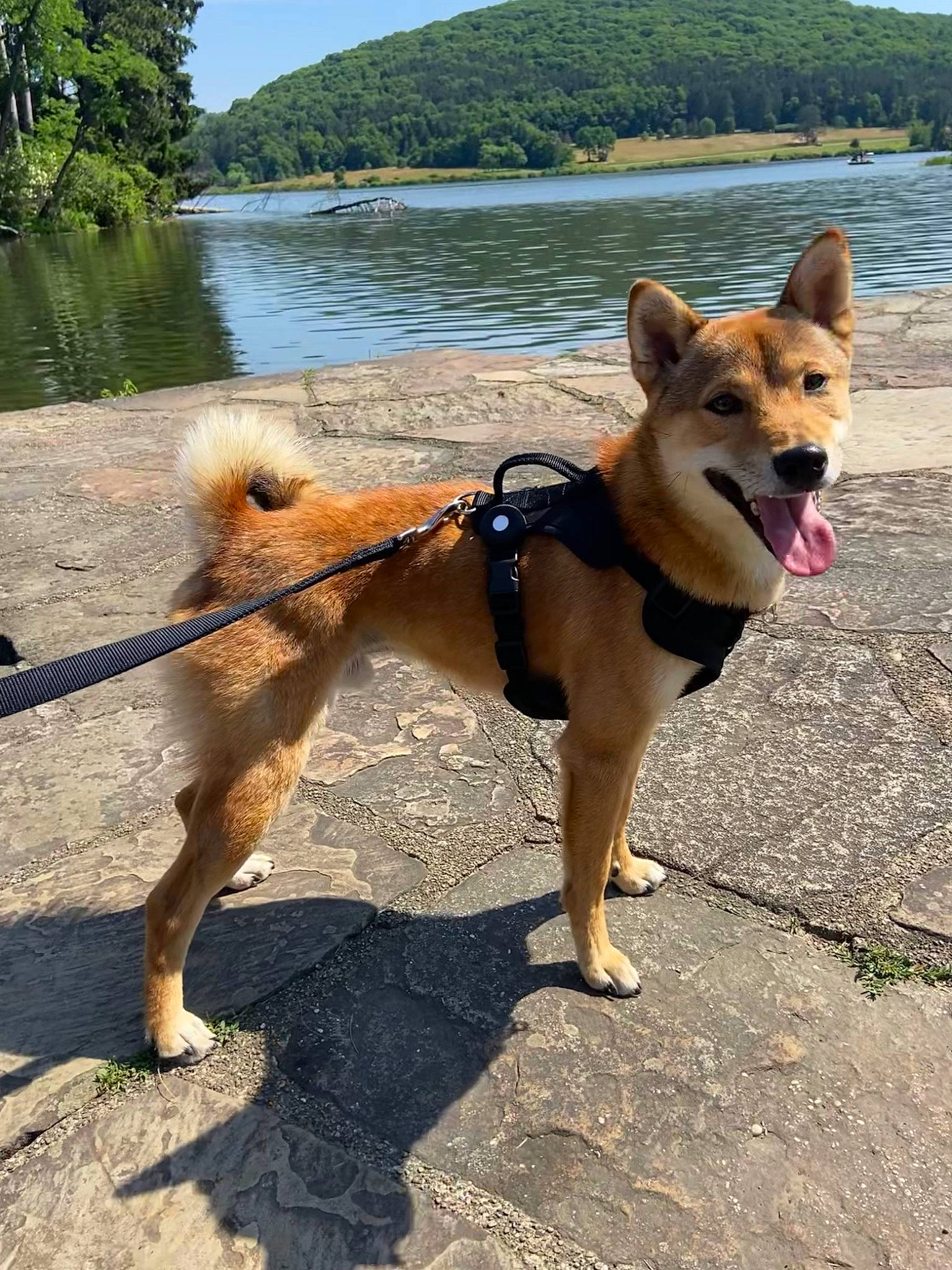 Flynn is registered to the contest to win money with this photo: adventure, canidae, carnivore, collar, companion_dog, dog, dog_breed, dog_collar, dog_supply, fawn, lake, leash, pet_supply, sky, snout, sporting_group, tail, tree, water, working_animal