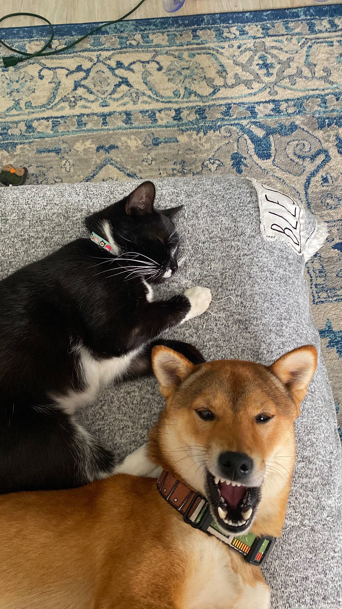 Flynn joined the competition — help win amazing prizes! canidae, carnivore, cat, collar, comfort, companion_dog, dog, dog_breed, dog_supply, fawn, felidae, fur, landscape, pet_supply, small_to_medium_sized_cats, snout, sporting_group, tail, whiskers, working_animal