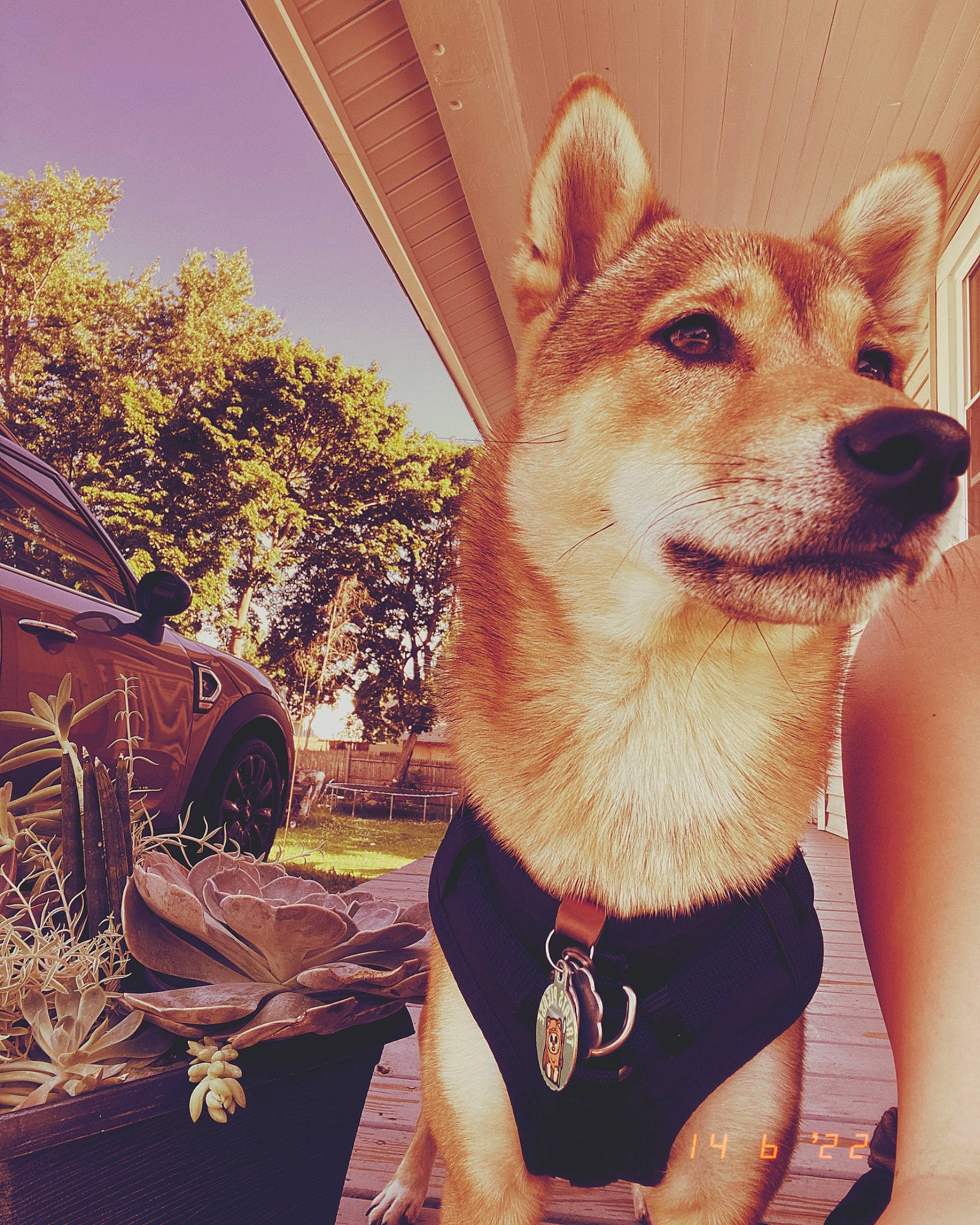 Flynn joined the competition — help win amazing prizes! automotive_lighting, car, carnivore, collar, companion_dog, cool, dog, dog_breed, dog_collar, fawn, fender, hood, morning, sky, snout, spitz, tints_and_shades, tire, wheel, window