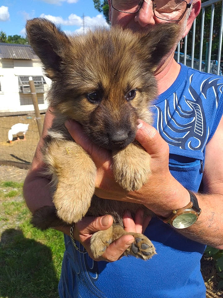 Texas a rejoint le concours — aidez-le/la à gagner de superbes lots ! canidae, carnivore, dog, dog_breed, fawn, german_shepherd_dog, king_shepherd, kunming_wolfdog, laekenois, mammal, old_german_shepherd_dog, puppy, vertebrate