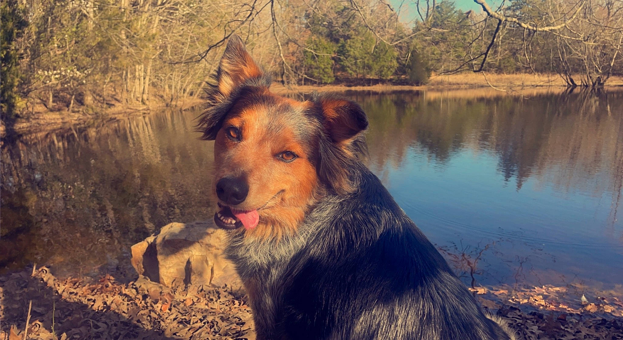 Macy joined the competition — help win amazing prizes! carnivore, dog, dog_breed, fawn, forest, fur, lake, landscape, natural_landscape, plant, snout, sporting_group, sunlight, terrestrial_animal, tree, water, watercourse, wildlife, wood, working_animal