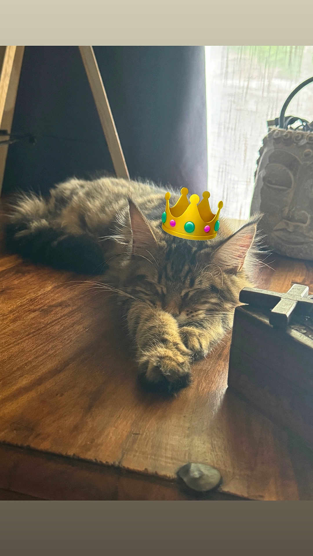 Victoire a rejoint le concours — aidez-le/la à gagner de superbes lots ! cat, tabby, sleeping, indoor, wooden_table, digital_crown, pet, feline, relaxed, cozy, fur, animal, resting, cute, domestic_animal, whiskers, paw, household, quiet, peaceful