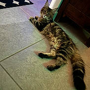 Victoire participe au concours pour gagner de l'argent avec cette photo : cat, tabby, fluffy, lying_down, floor, tile, indoor, wooden_cabinet, rug, relaxed, pet, animal, feline, looking_at_camera, whiskers, tail, ears, cozy, ambient_light, home
