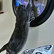 Binx joined the competition — help win amazing prizes! animal, black_frame, blanket, cat, clock, cozy, curiosity, decor, feline, furniture, gray_cat, home, indoor, patterned_pillow, pet, pillow, reaching, time, wall_clock, wood_texture