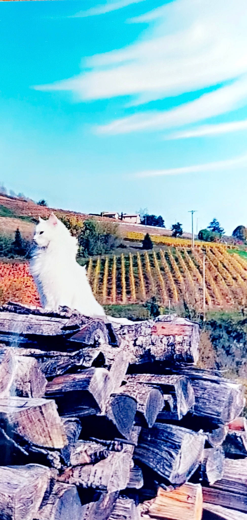 Chouchou Pathy participe au concours pour gagner de l'argent avec cette photo : art, bridal_clothing, cloud, dress, gown, grass, happy, horizon, landscape, natural_landscape, plant, rock, roof, sky, soil, tree, wedding_dress, wilderness, winter, wood