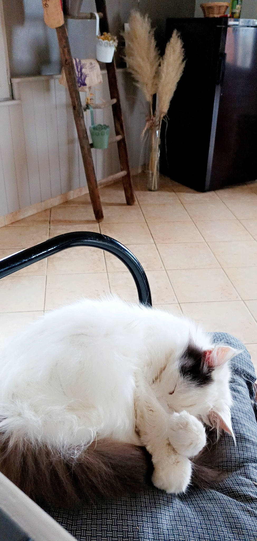 Chouchou Pathy participe au concours pour gagner de l'argent avec cette photo : canidae, carnivore, cat, claw, comfort, companion_dog, dog_breed, fawn, felidae, floor, flooring, fur, hardwood, paw, small_to_medium_sized_cats, snout, sporting_group, tail, whiskers, wood