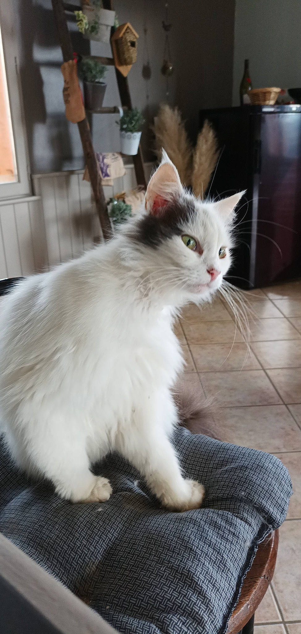 Chouchou Pathy a rejoint le concours — aidez-le/la à gagner de superbes lots ! british_longhair, carnivore, cat, claw, domestic_short_haired_cat, felidae, flooring, fur, hardwood, paw, small_to_medium_sized_cats, snout, tail, whiskers
