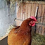 Chouchou Pathy participe au concours pour gagner de l'argent avec cette photo : beak, bird, chicken, chicken_coop, comb, feather, flightless_bird, fowl, galliformes, landscape, liver, livestock, phasianidae, poultry, rooster, soil, terrestrial_animal