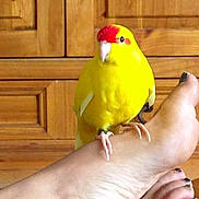 Quiqui a rejoint le concours — aidez-le/la à gagner de superbes lots ! beak, bird, claw, feather, finger, flooring, foot, gesture, hardwood, lovebird, nail, parakeet, parrot, perching_bird, pet_supply, songbird, tail, thumb, wing, wood