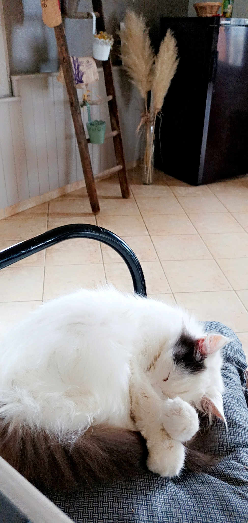 Chouchou