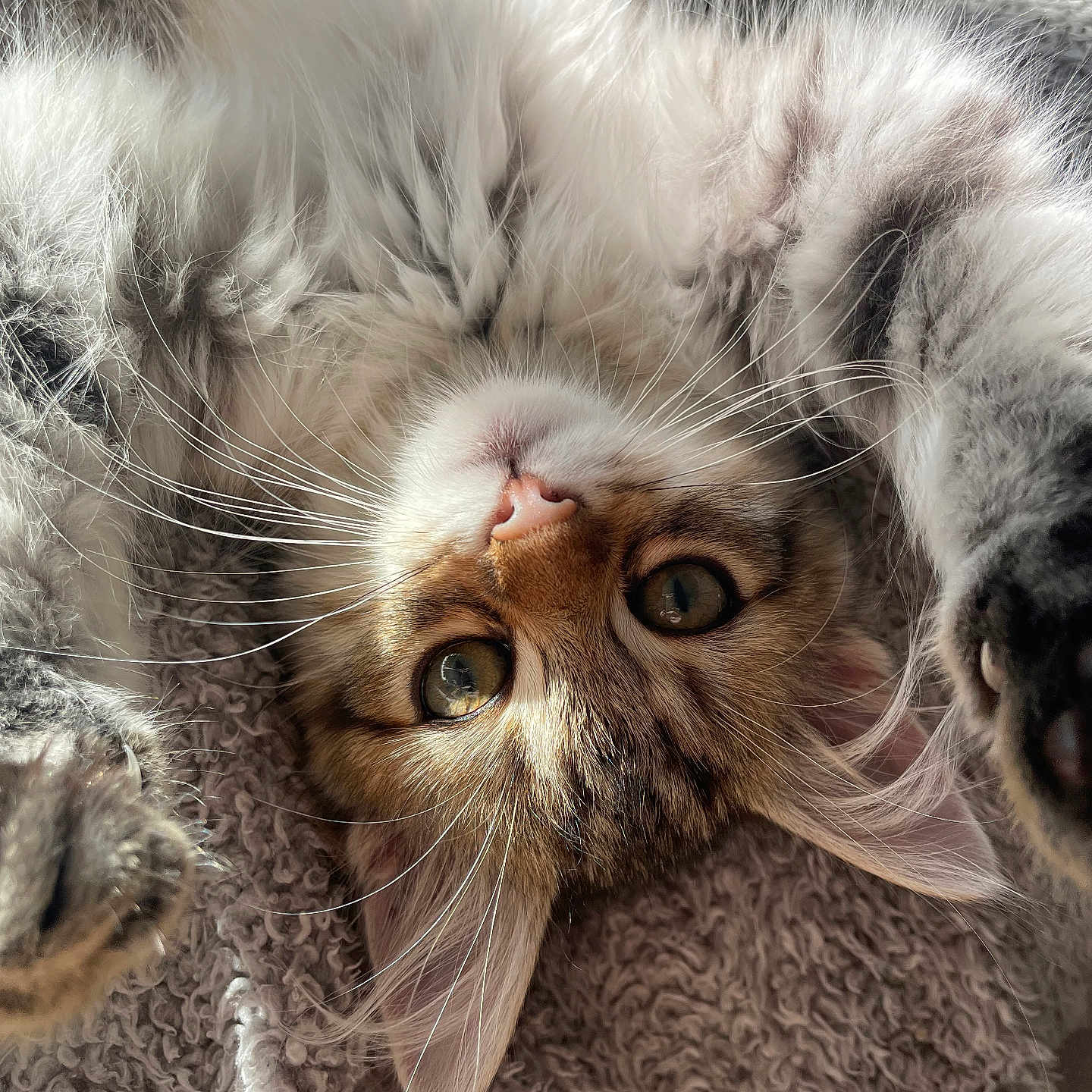 Vayou a rejoint le concours — aidez-le/la à gagner de superbes lots ! animal, blanket, cat, closeup, cozy, cute, ears, eyes, fluffy, fur, indoor, lying_down, nose, paws, pet, relaxed, soft, sunlight, tabby, whiskers